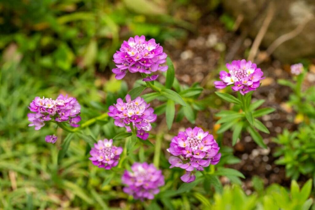 Garden Candytuft (Iberis umbellata) flowering in a garden showcasing clusters of tiny pink to purple flower heads against green leaves and foliage