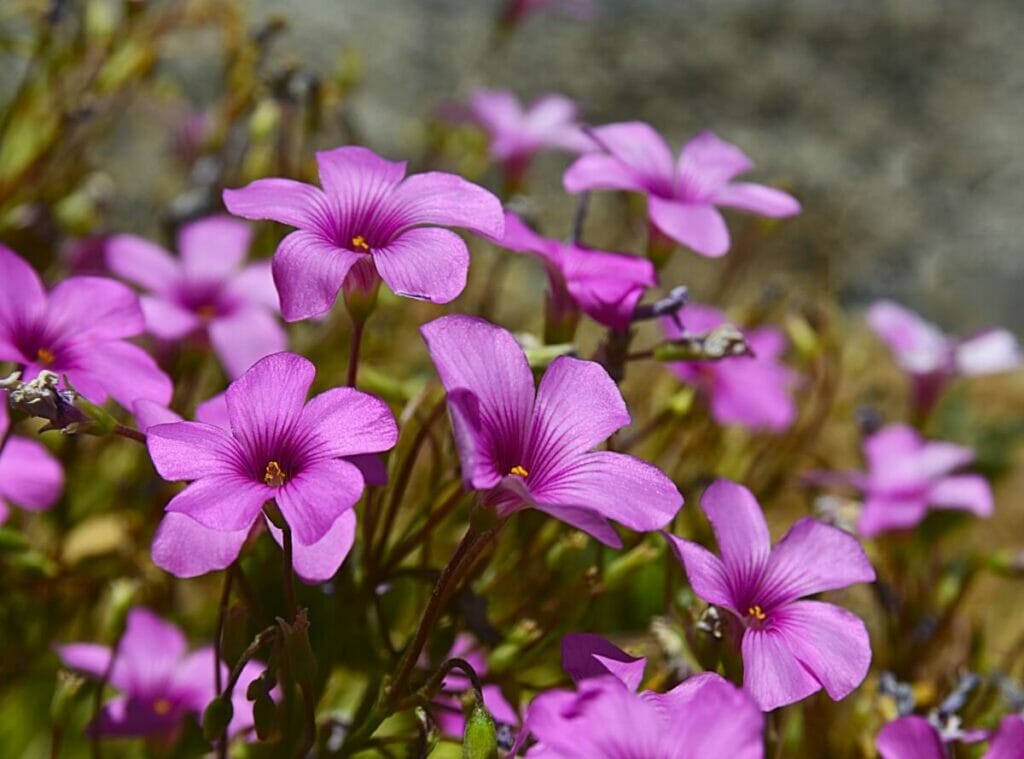 How to Grow Geranium maderense