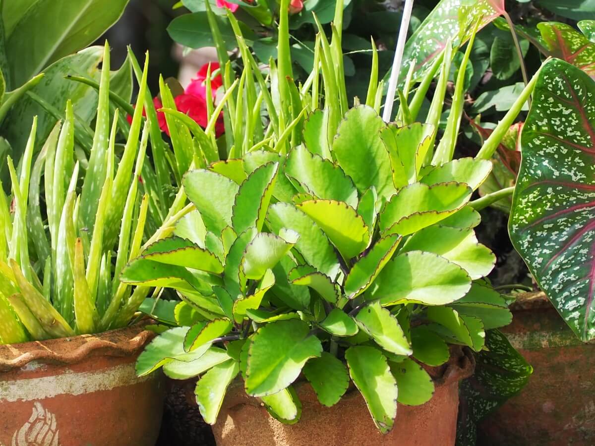 Kalanchoe Pinnata Plant Care Essentials - Petal Republic