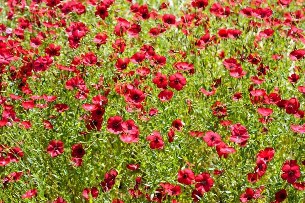 How to Grow Linum Grandiflorum (Red Flax)