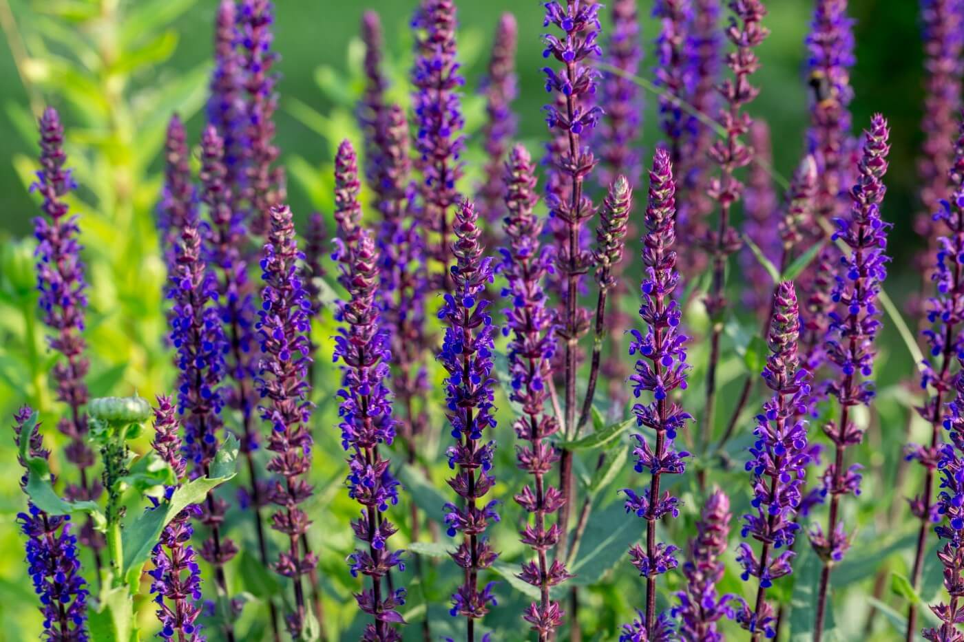 How to Grow Salvia nemorosa (Woodland sage)