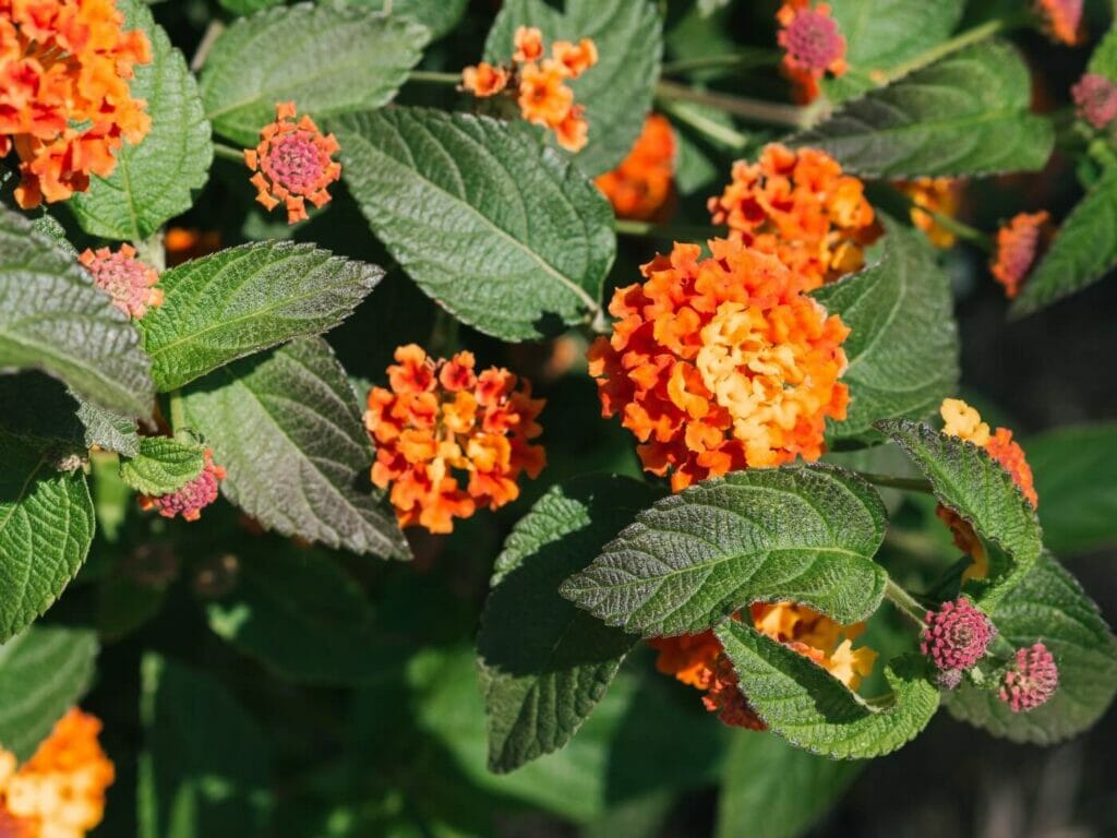 Growing Texas Lantana Top Tips for Lantana urticoides Petal Republic