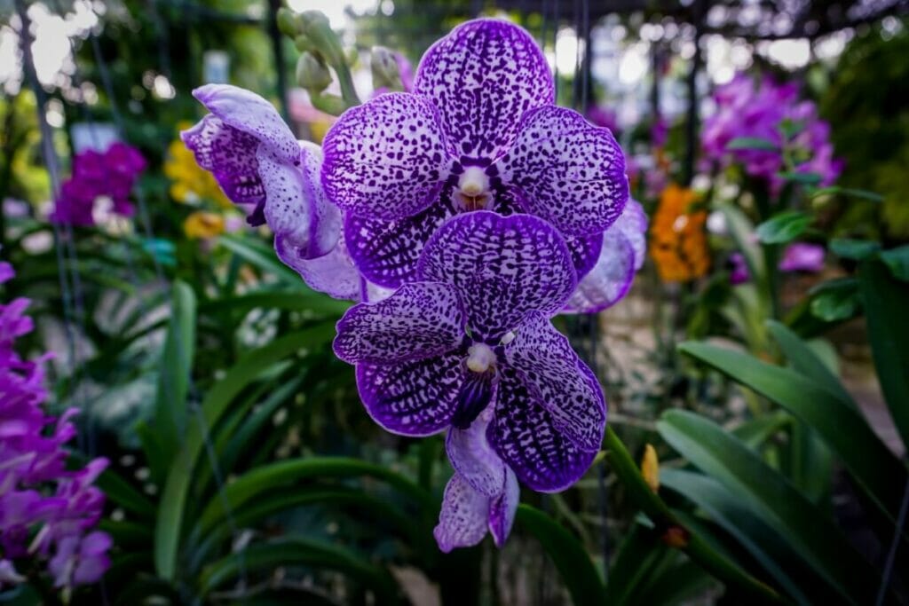 How to Grow Vanda Orchids at Home
