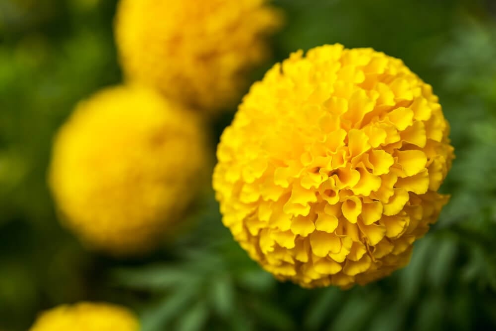 A close shot of full flowering circular yellow marigold flower