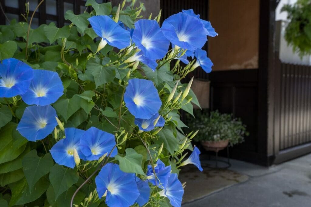 Propagating Blue Morning Glories