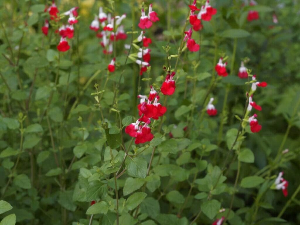 Pruning and Cutting Back Salvia greggi