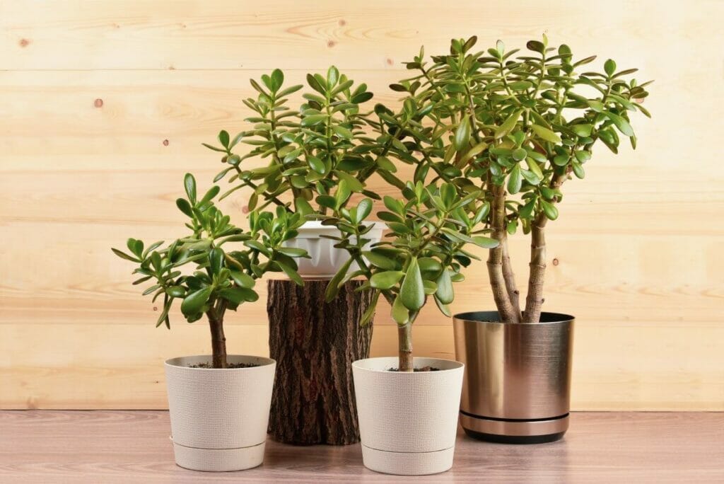 Soil Considerations Based on Pot Choice