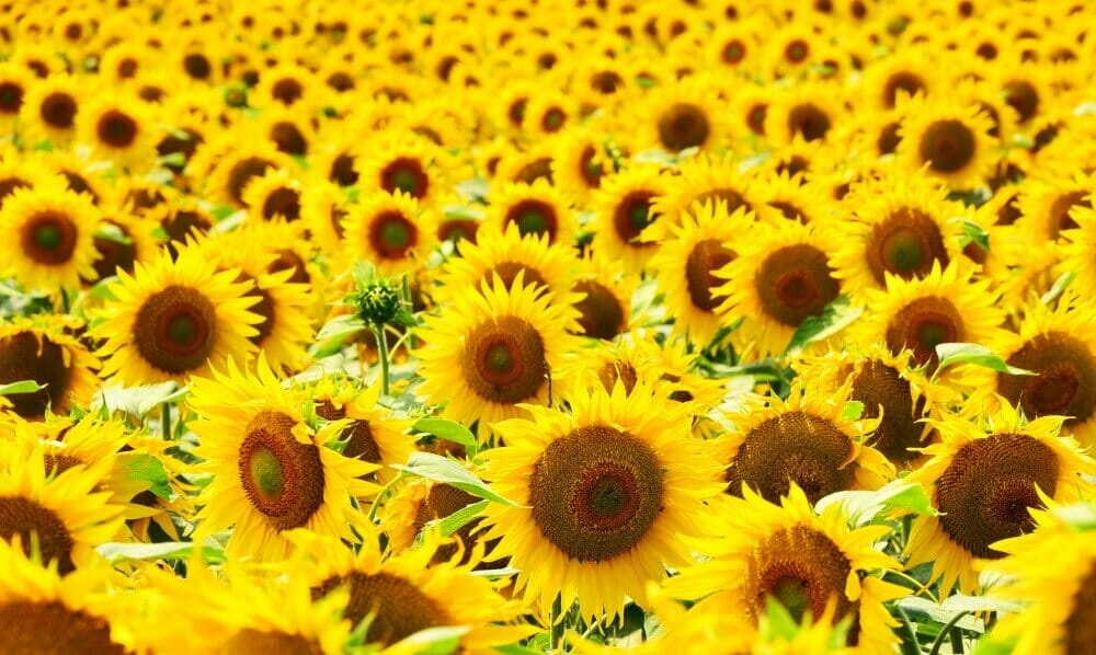 A field of yellow sunflowers on a sunny day