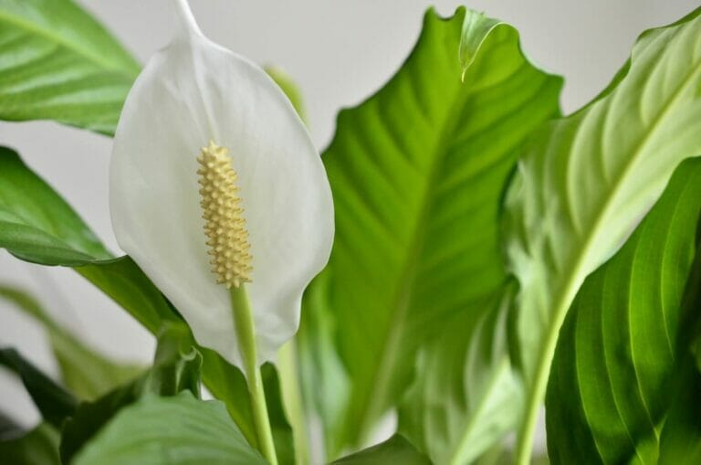 The Best Soil Mix for Peace Lily Plants (Essential Tips)