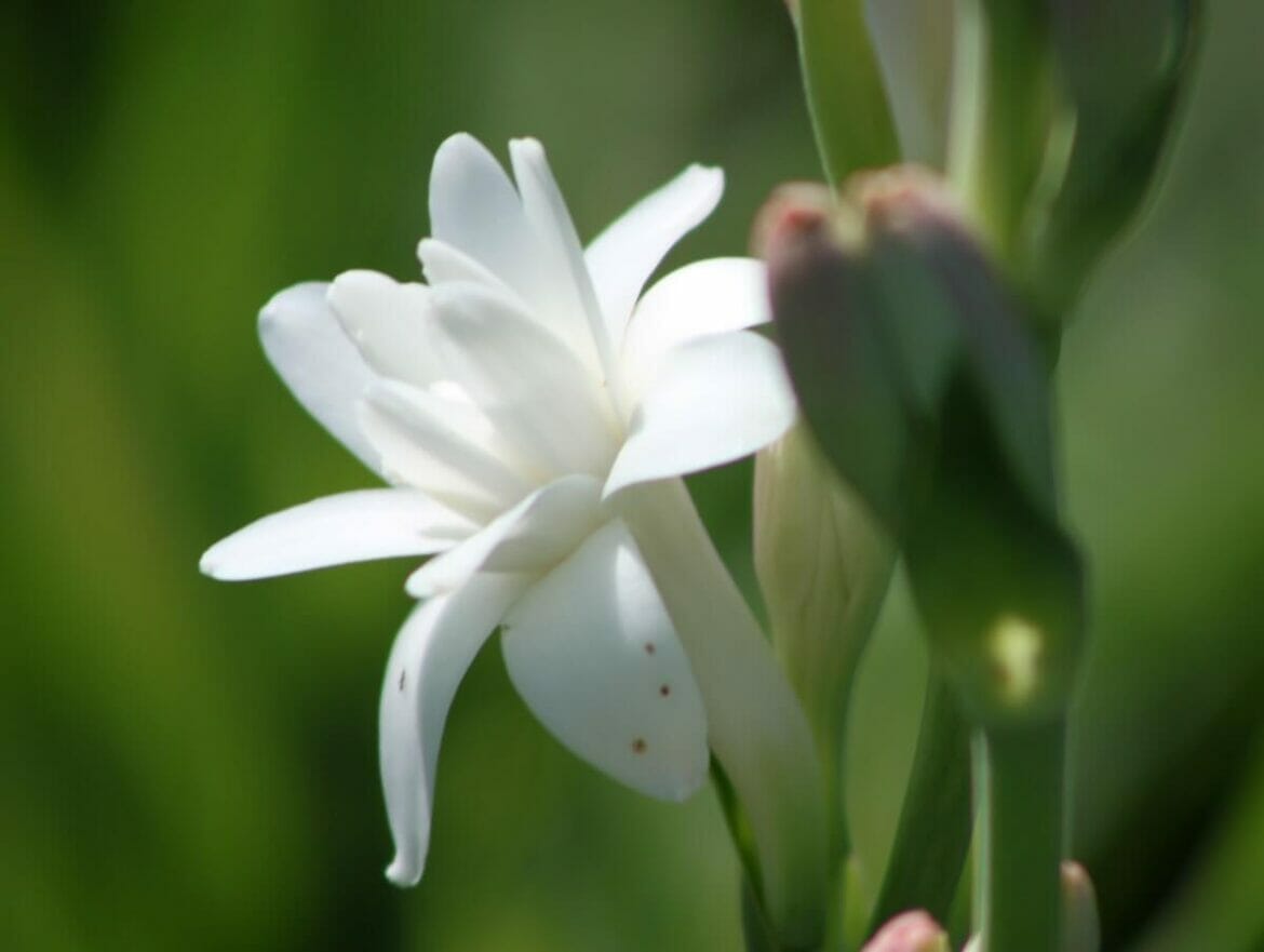 Tuberose Flower Meaning and Symbolism Petal Republic
