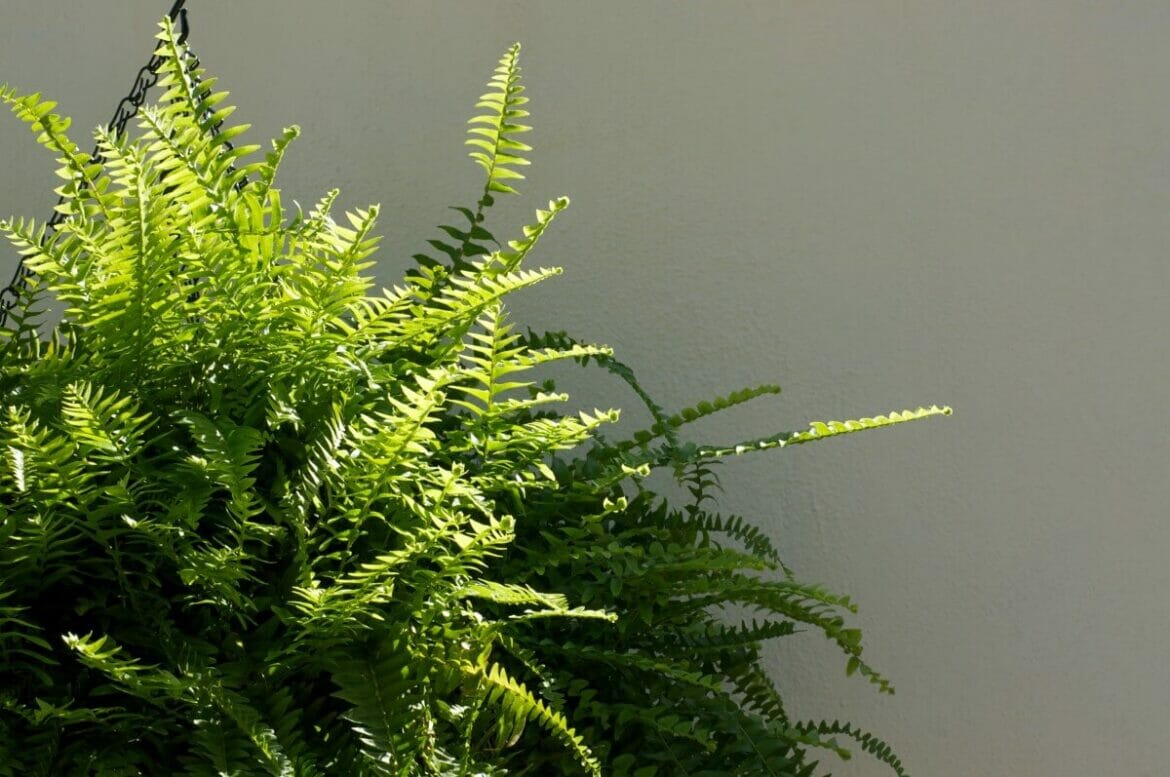 Boston Fern Light Requirements (Essential Tips!) Petal Republic