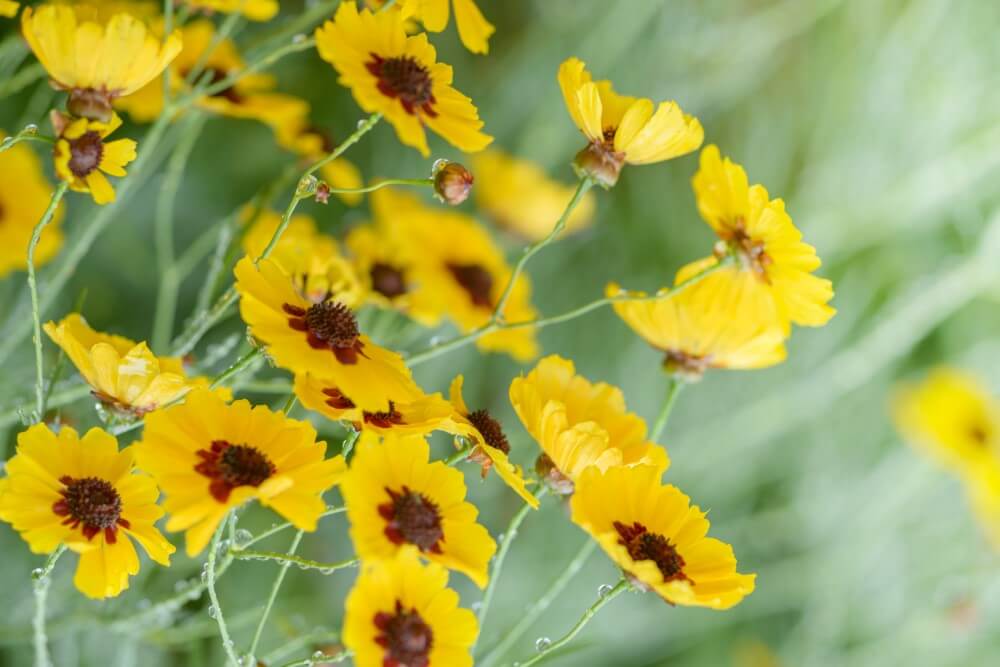Tickseed (Coreopsis) flowers in bloom showcasing yellow petals and maroon centers