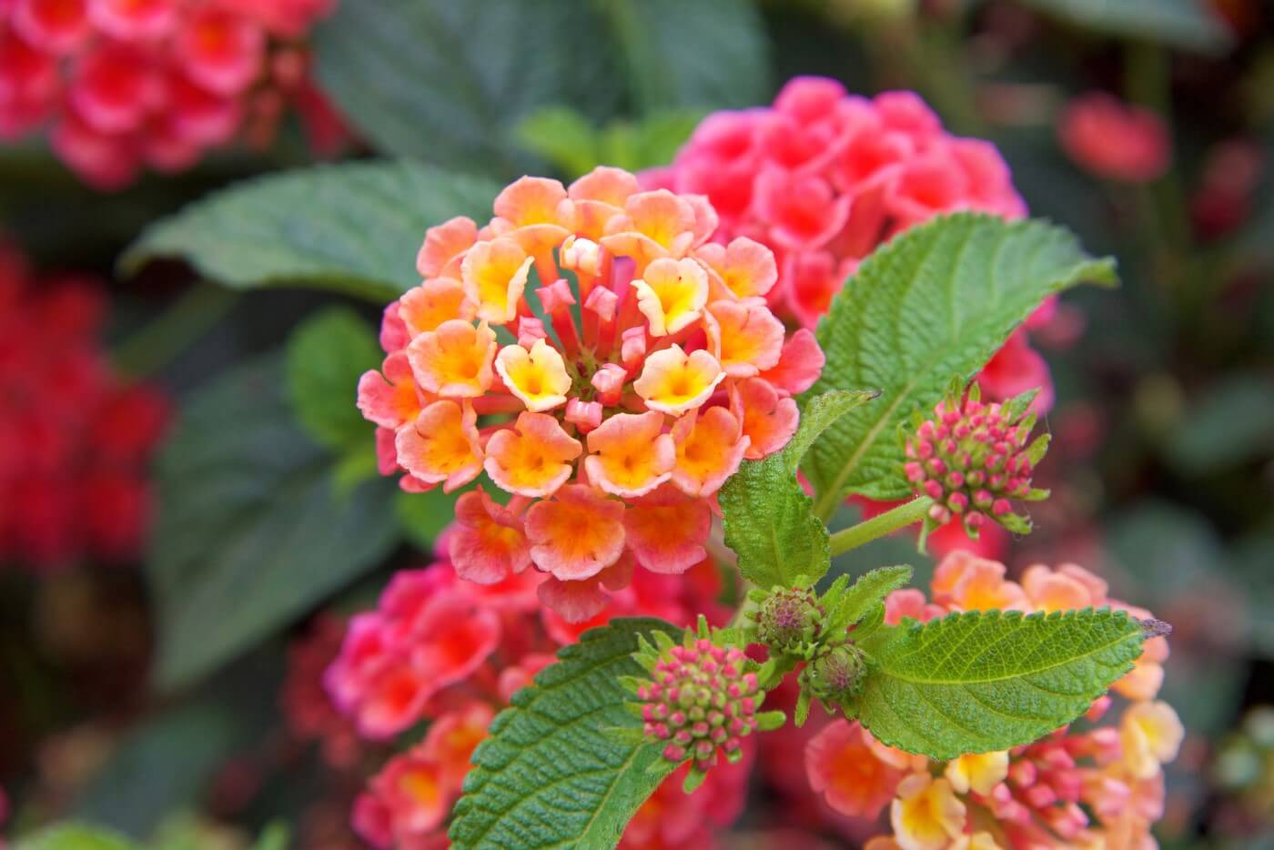 Ultimate Guide to Lantana Flower Meaning and Symbolism