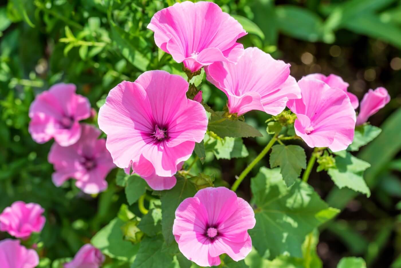 Ultimate Guide to Mallow (Malva) Flower Meaning & Symbolism