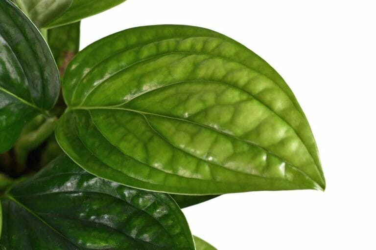 Ultimate Guide to Monstera Peru Plant Care (Monstera Karstenianum)