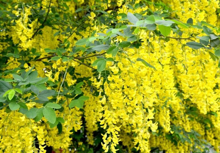 Ultimate Guide To Laburnum Flower Meaning Petal Republic ultimate-guide-to-laburnum-flower-meaning-petal-republic