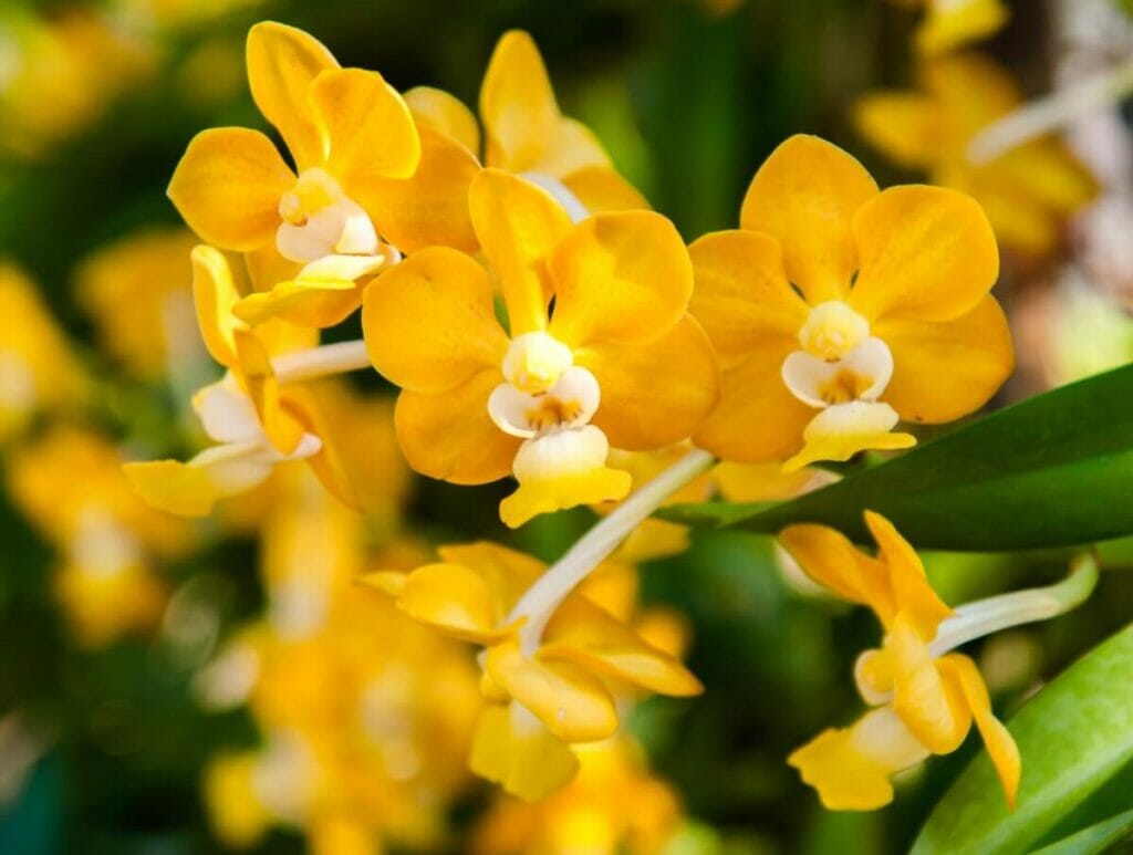 Vanda Denisoniana (Denisoniana)