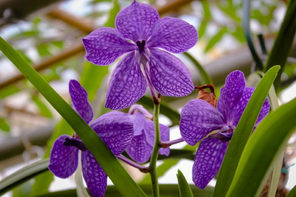 Vanda coerulescens (Coeurulescens Vanda)