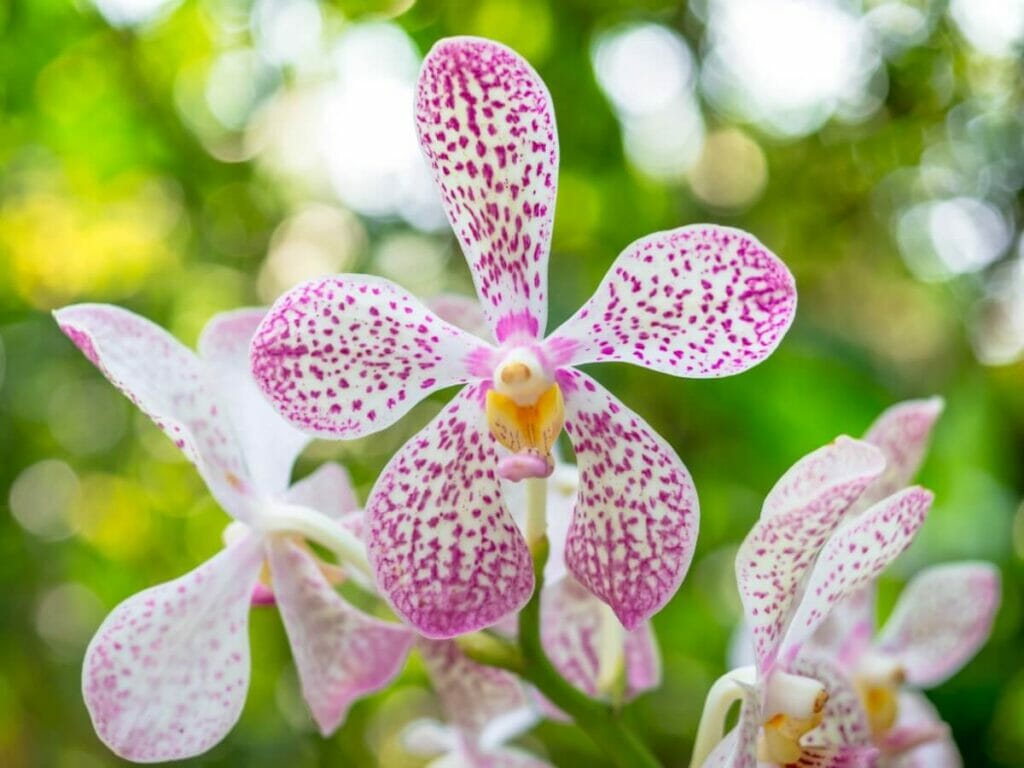 Vanda tricolor (Tricolor Vanda)