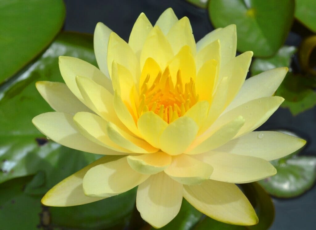 What do Yellow Flowers Mean Spiritually?