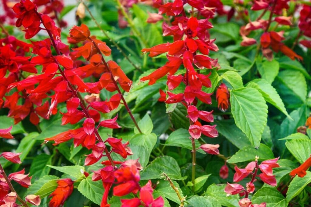 Texas Sage flowers in full bloom with ramekins of red flowers prior to being pruned