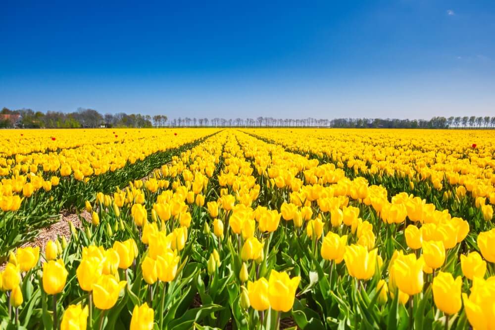 A vast field of bright yellow tulip flowers blooming with a tree line in the far background against a perfectly blue sky on a sunny day