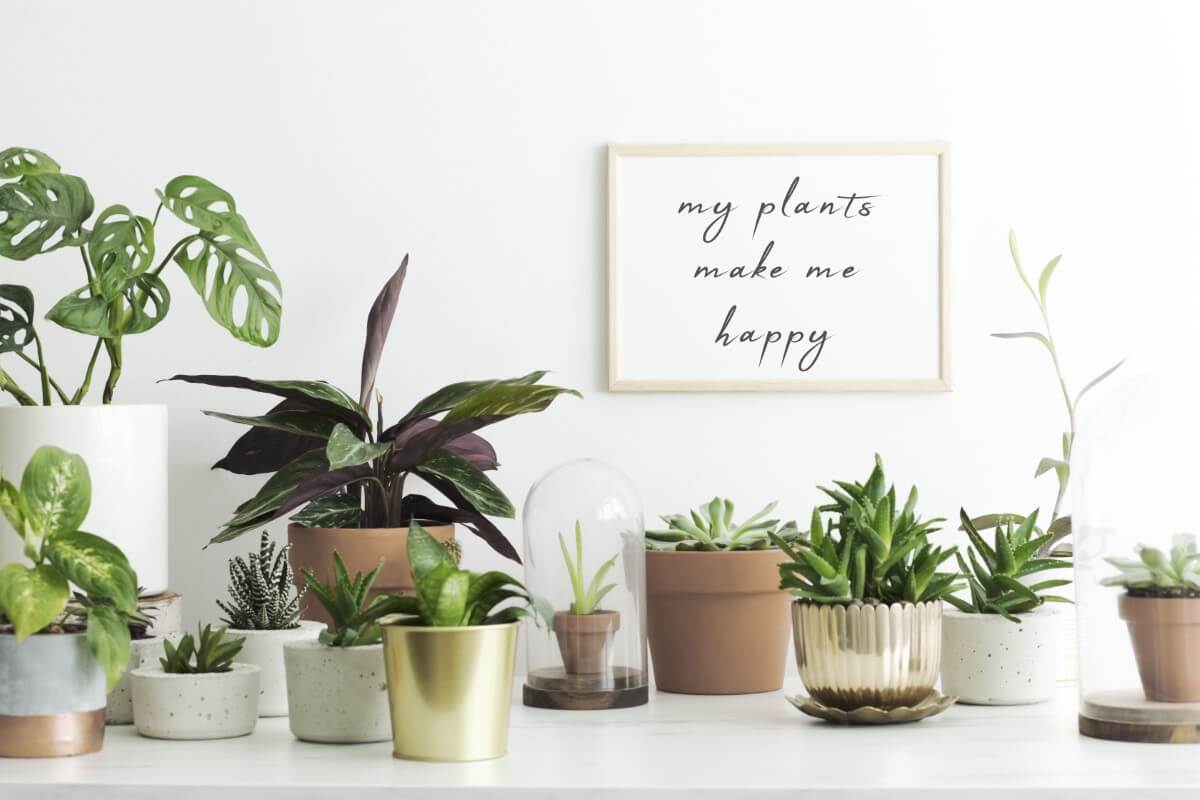 Health lily houseplants newshub 10 benefits of plants