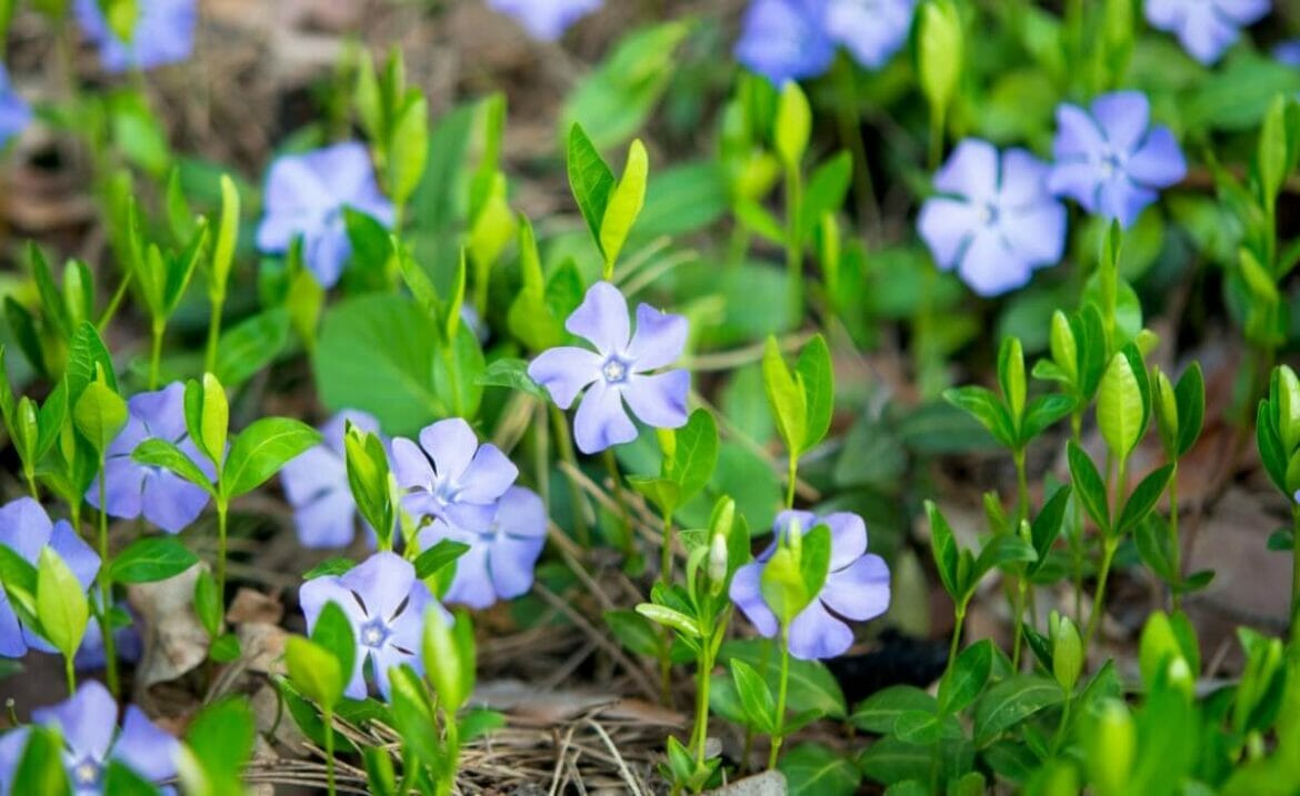 Periwinkle Flower Meaning, Symbolism, and Cultural Significance Petal