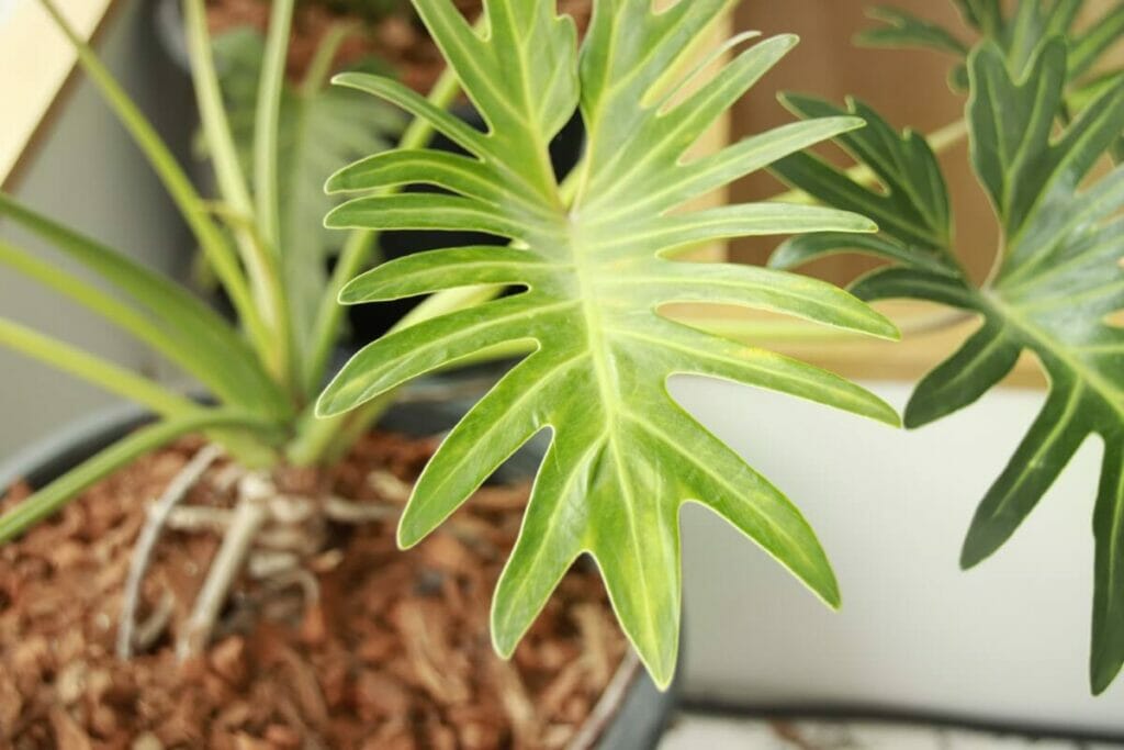 A mature Philodendron Hope Selloum plant with jagged spiky leaves