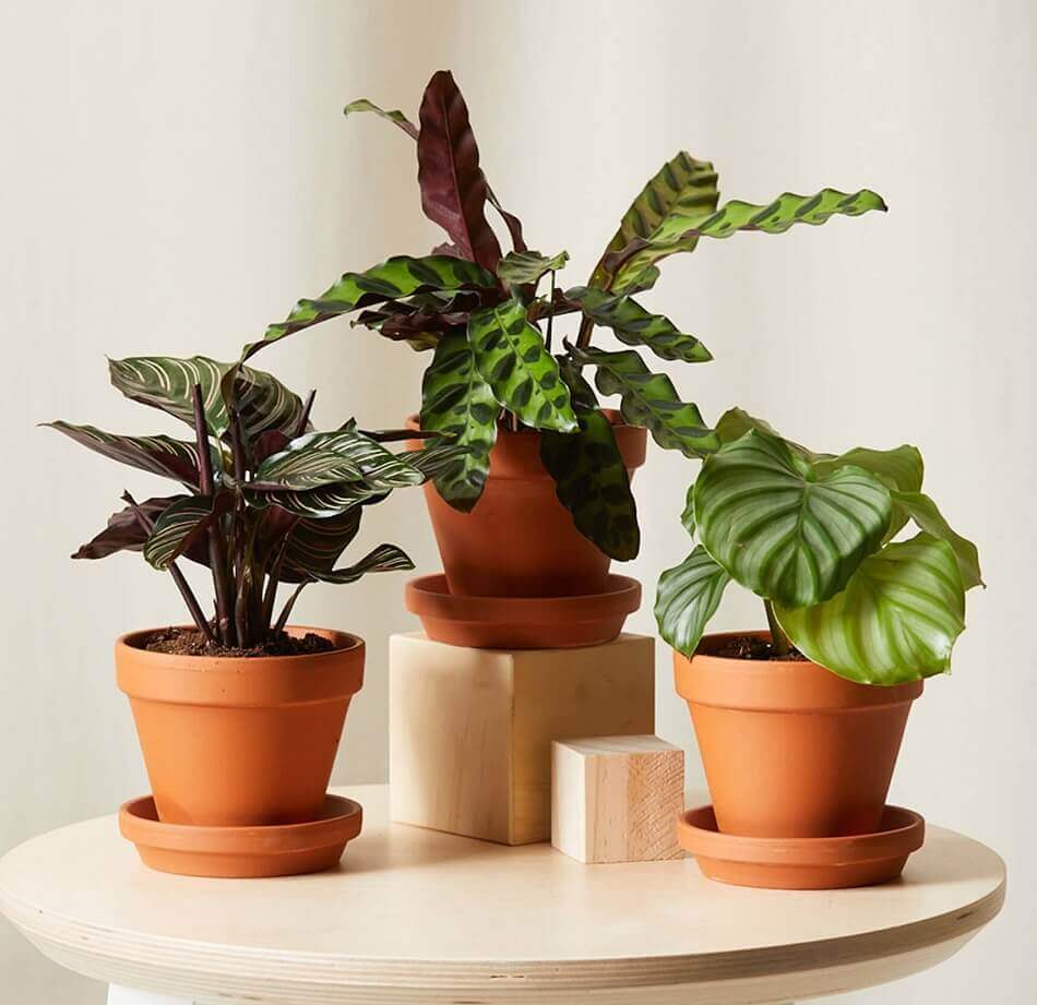 Bloomscape Plant Gift Delivery in Virginia Beach, VA
