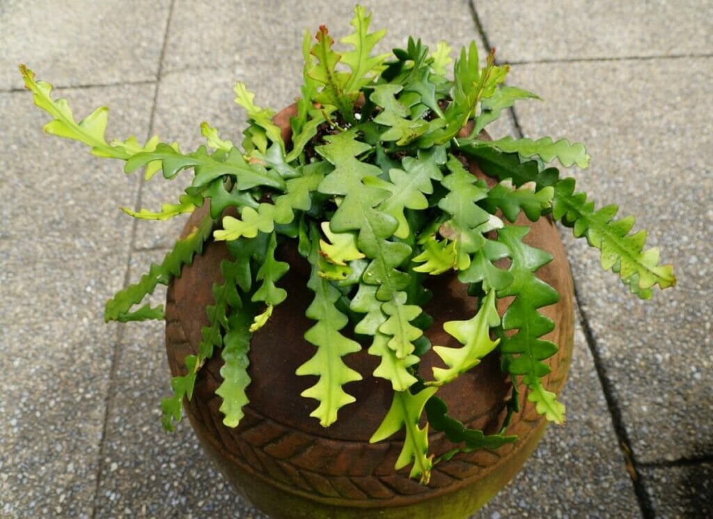 How to Care for Fishbone Cactus at Home