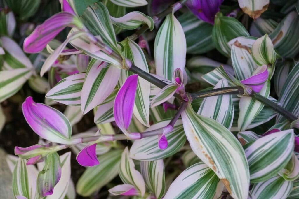 How to Care for Tradescantia Nanouk at Home