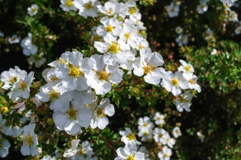 How to Grow Potentilla Gold Drop