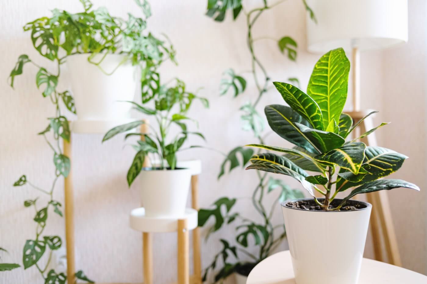 How to Water Croton Plants (Essential Tips)