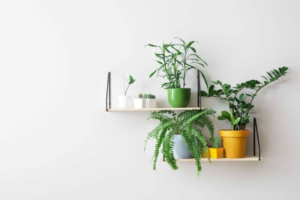 A group of potted houseplants on shelves indoors