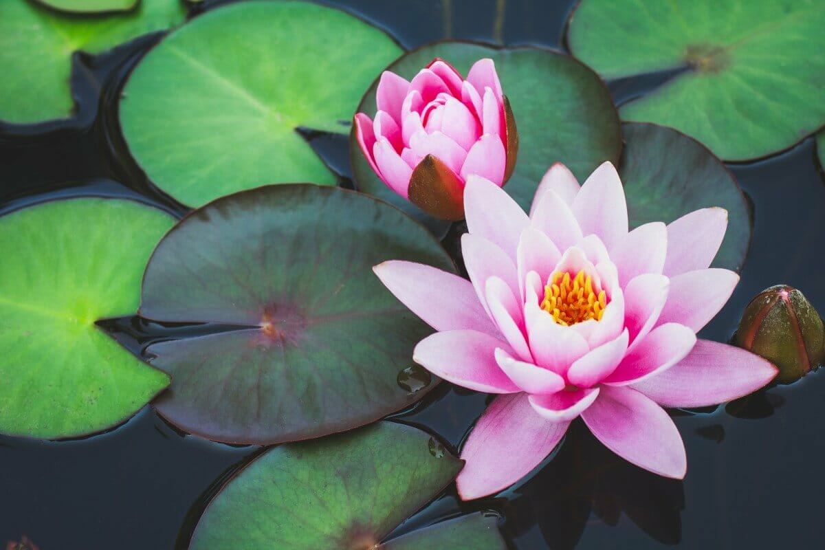 Water Lily Flower Meaning & Symbolism (Essential Guide) Petal Republic
