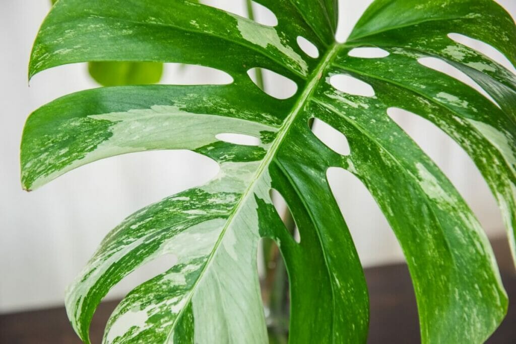 Popular Types of Monstera Plants