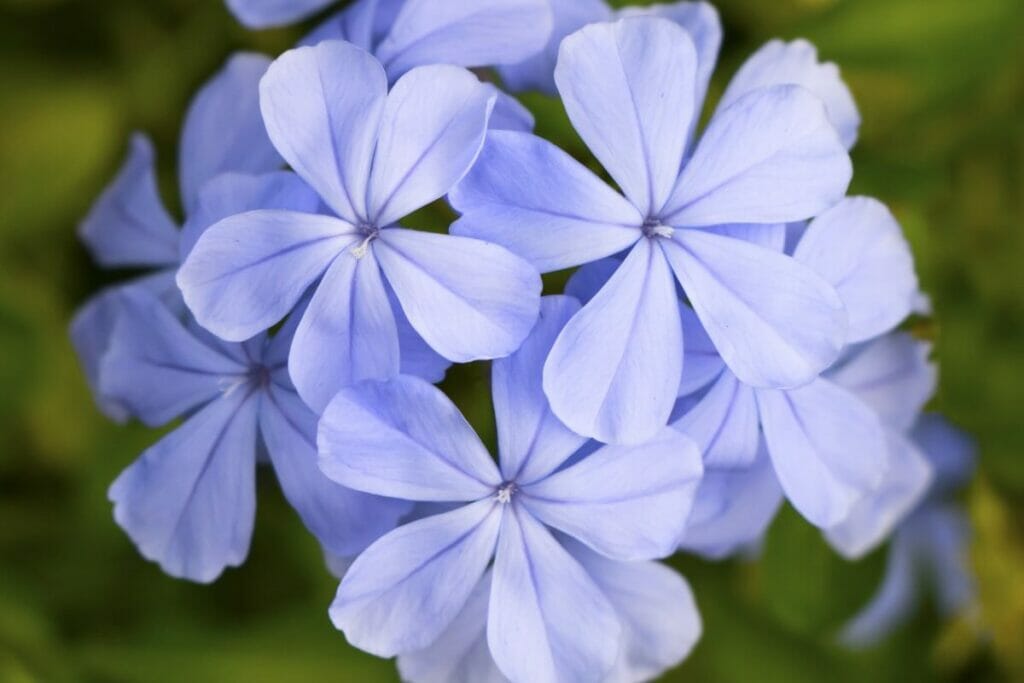 Popular Types of Periwinkle Flowers