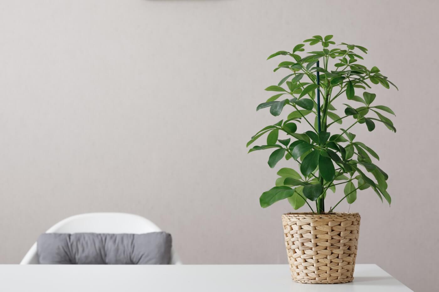 The Best Soil Mix for Schefflera Plants (Essential Tips)
