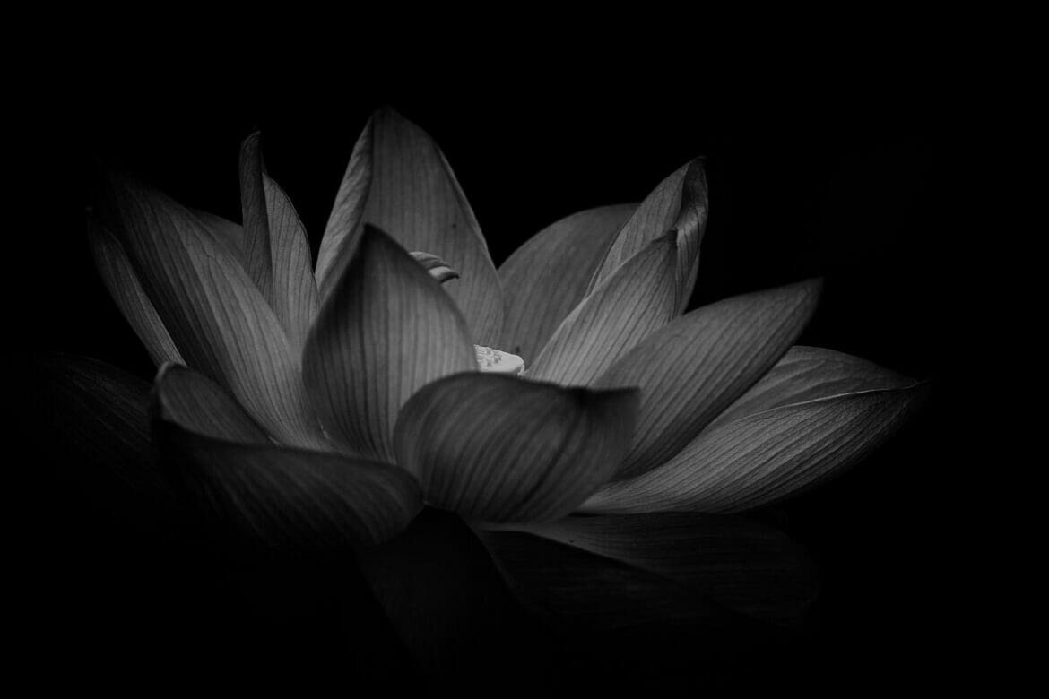 The Black Lotus Unveiling Its Dark and Intriguing Symbolism Petal