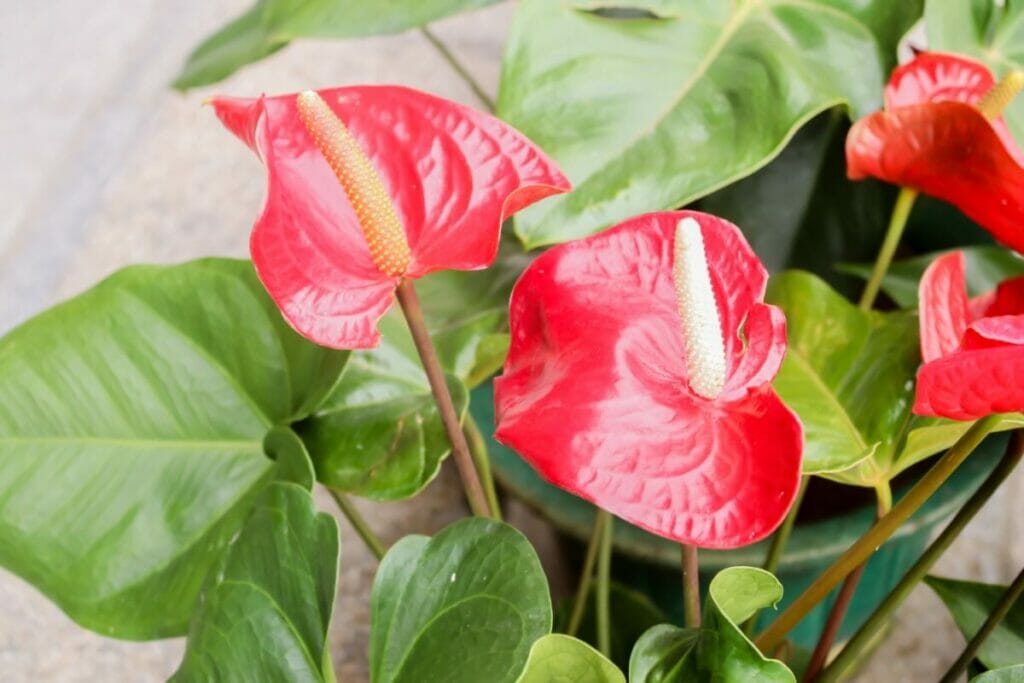 The Ultimate Anthurium Soil Mix Home Recipe