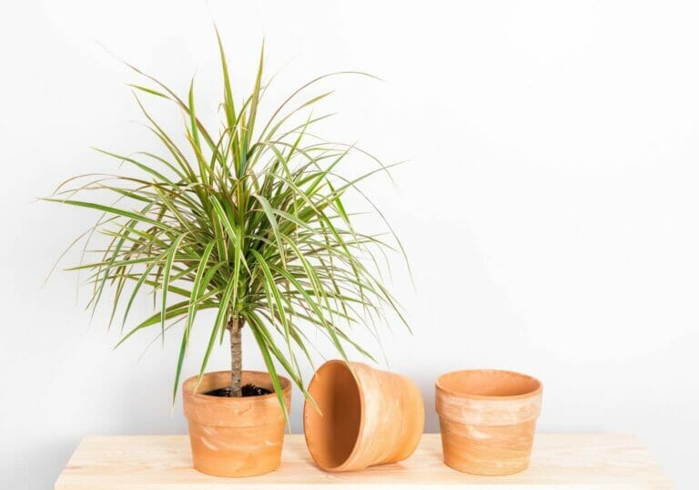 The best soil mix for Dracaena marginata (Essential Tips)