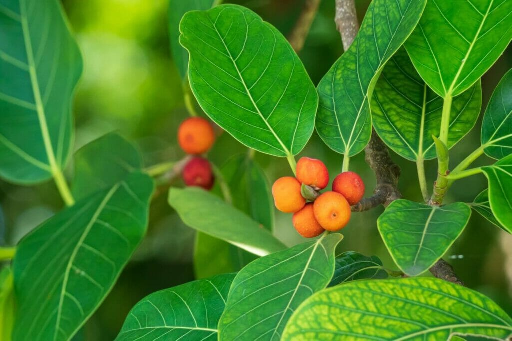 The best soil mix for Ficus Audrey Plants (Essential Tips)
