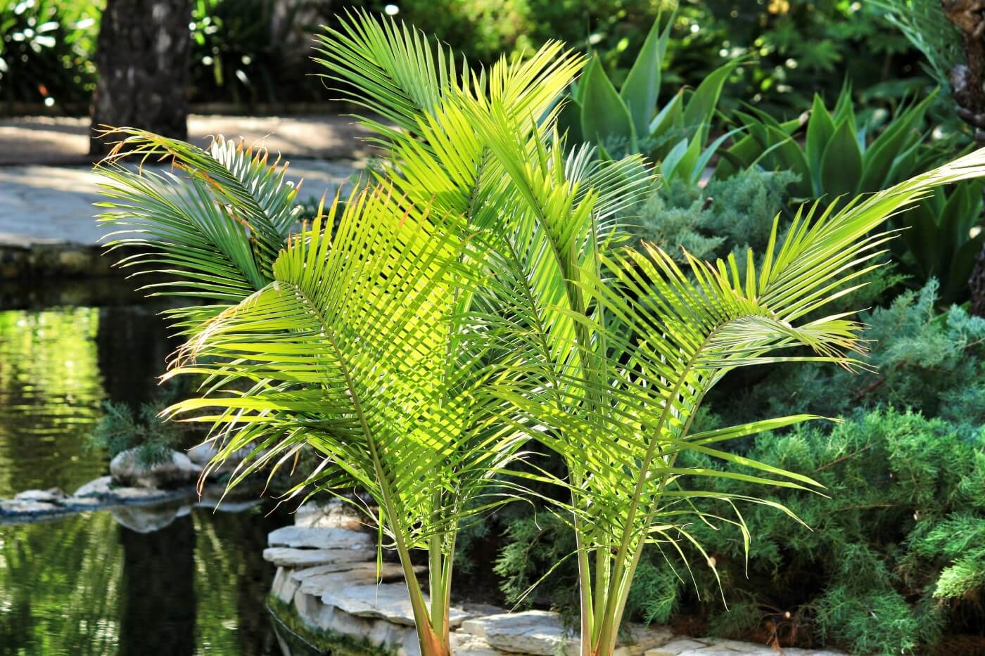 The best soil mix for Majesty palms (Essential Tips)