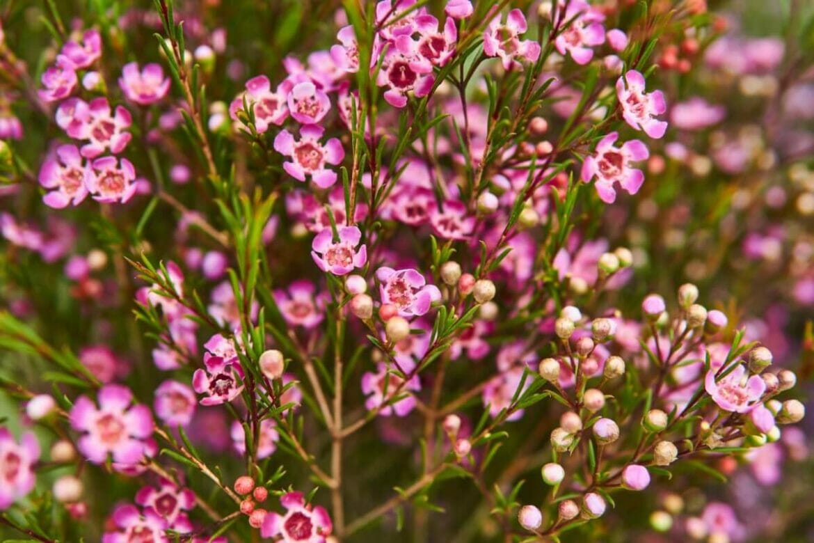 How to Grow and Care for Waxflowers (Chamelaucium) - Petal Republic