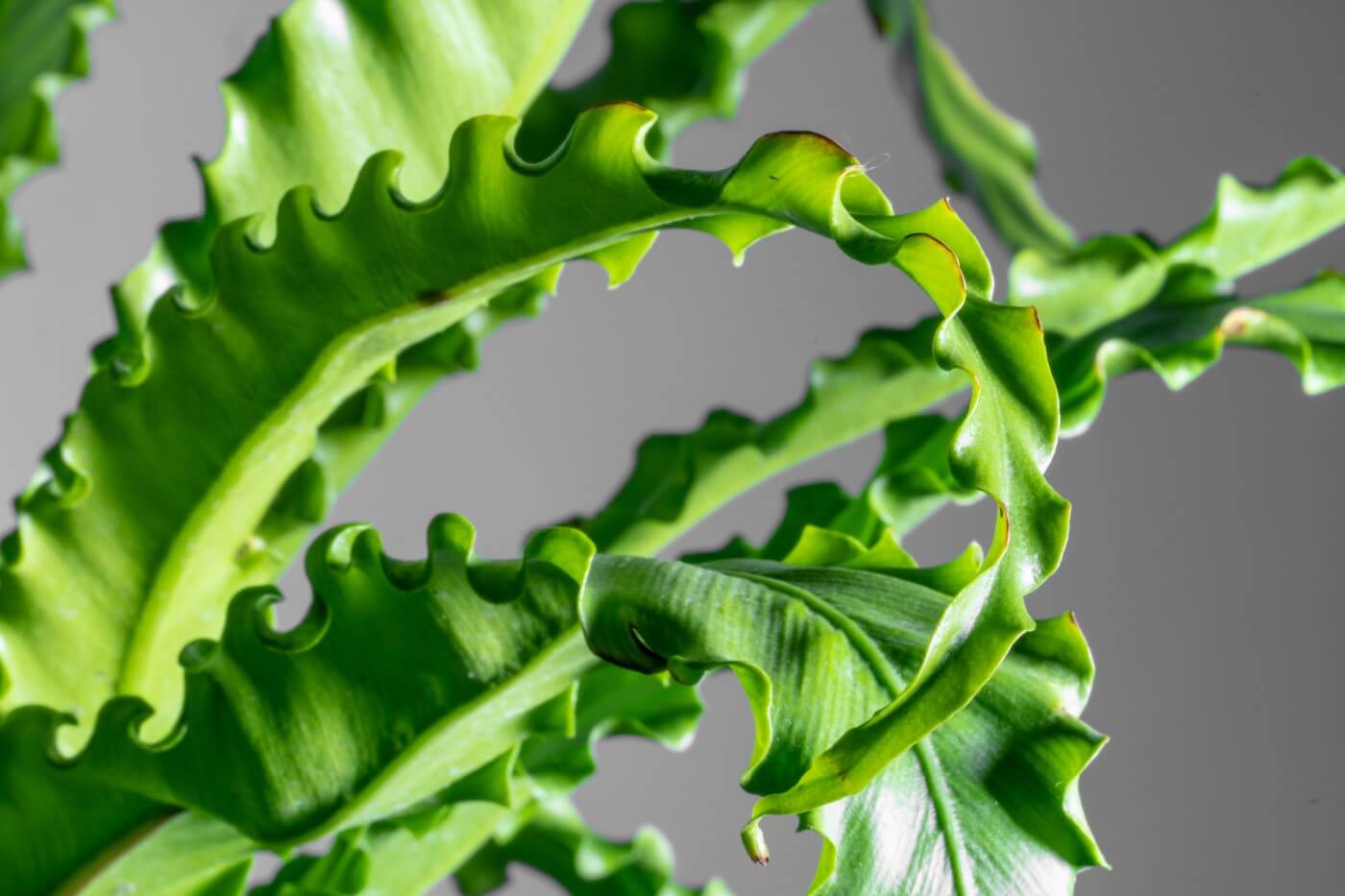 12 Amazing Benefits of Bird's Nest Ferns (Asplenium nidus)