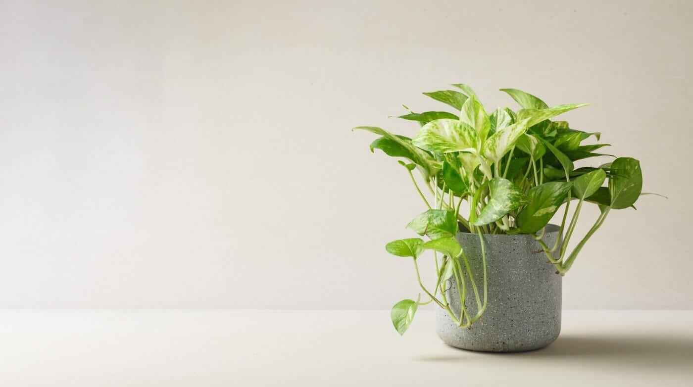 12 Amazing Uses and Benefits of Pothos Plants