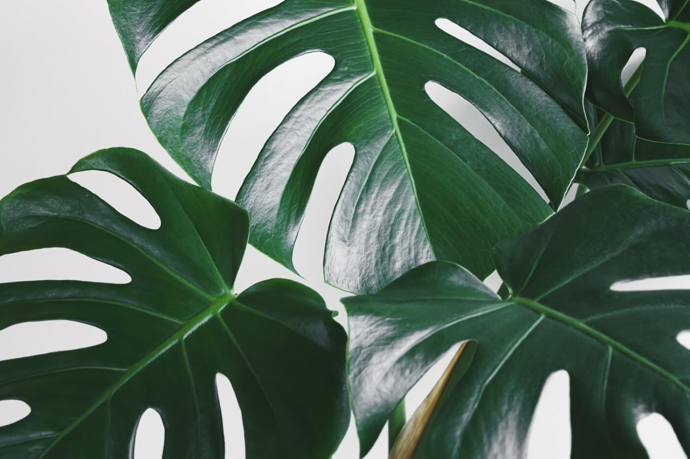 15 Uses Benefits of Monstera Plants - Petal Republic