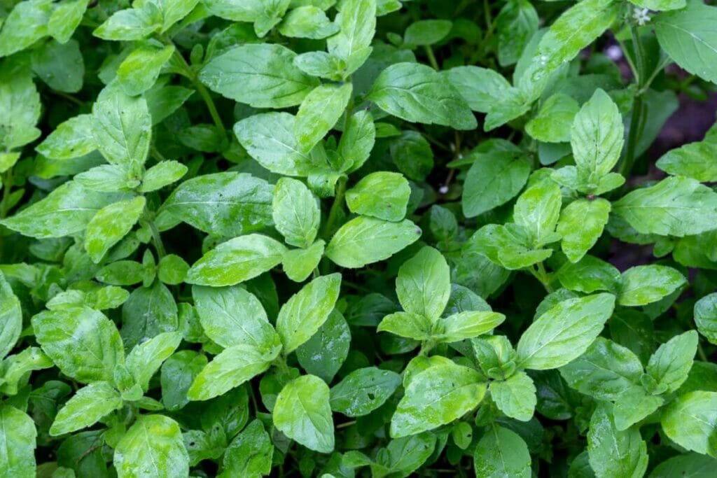 Banana mint
