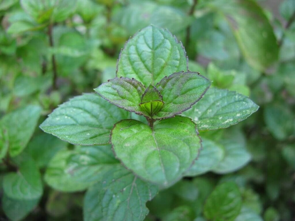 Basil mint